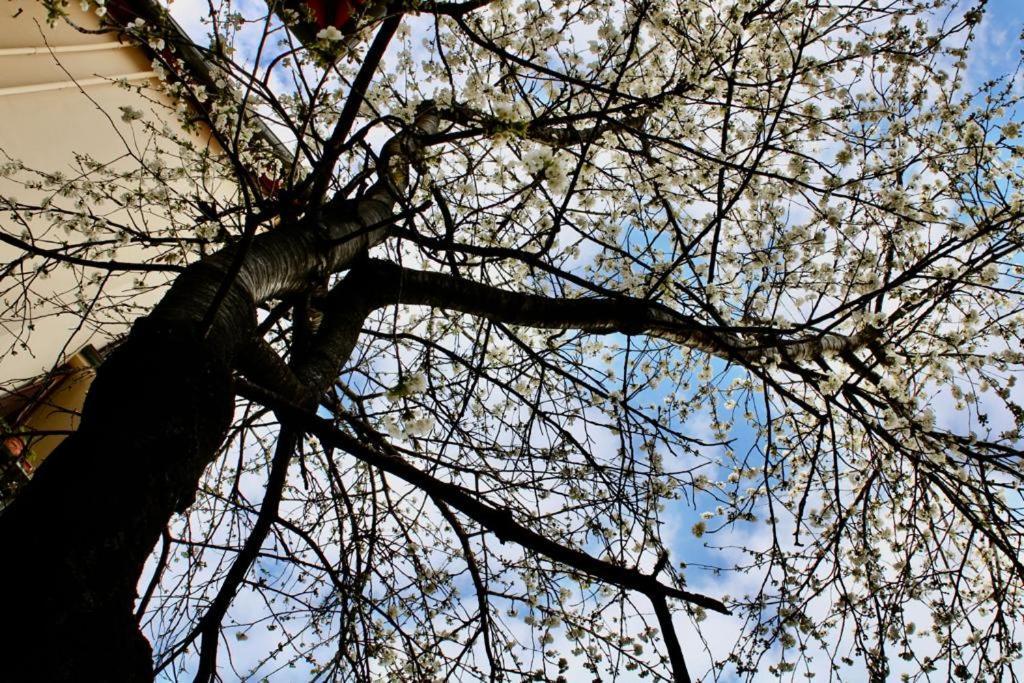 Kerasia Floransa Dış mekan fotoğraf